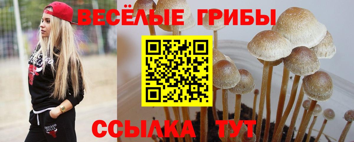 Галлюциногенные грибы Psilocybe Первоуральск